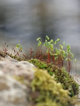 IQ3M9390_2013-04-27_Moossporen_HGT.JPG IQ3M9390_2013-04-27_Moossporen_HGT.JPG