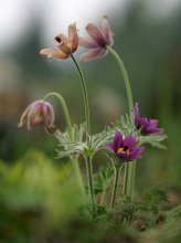 IQ3M9453_2013-05-01_Kuechenschelle_Teich_HGT.JPG IQ3M9453_2013-05-01_Kuechenschelle_Teich_HGT.JPG