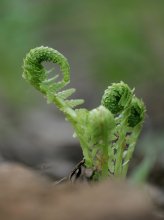 IQ3M9458_2013-05-01_Farn_Entrollung_HGT.JPG IQ3M9458_2013-05-01_Farn_Entrollung_HGT.JPG
