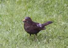 130526 - 7 Die Amsel hat Spaß.JPG