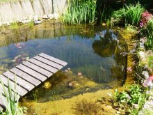 Teich280513.JPG