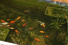 130531 - 3 Den Fischen geht es im kleinen Teich gut.jpg