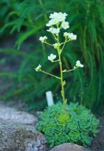 eine Saxifraga blüht_700.jpg