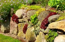 Feldsteinmauer mit Saxifrage und verschiedenen Semper_1024.jpg