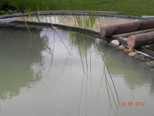 Teichpflanzen 009.jpg