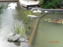 Teichpflanzen 011.jpg