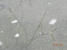Teichpflanzen 015.jpg