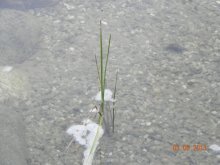 Teichpflanzen 016.jpg