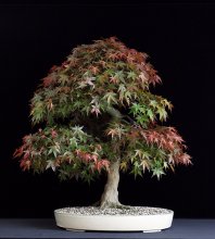 Acer palmatum 'Deshojo'.JPG