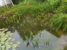 Teich5.jpg