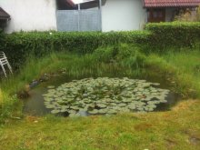 Teich1.jpg