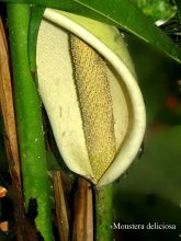K1024_Monstera deliciosa.JPG K1024_Monstera deliciosa.JPG