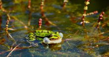 Quakfrosch2_1024.jpg