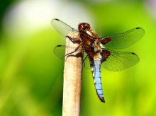 Plattbauchlibelle männlich_1024.jpg