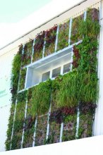 bepflanzte Fensterfront_IGS_Halle_600.jpg bepflanzte Fensterfront_IGS_Halle_600.jpg