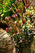 blühendes Sempervivum_600.jpg blühendes Sempervivum_600.jpg