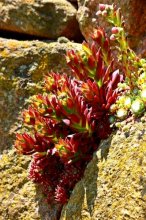 blühendes Sempervivum2_600.jpg blühendes Sempervivum2_600.jpg