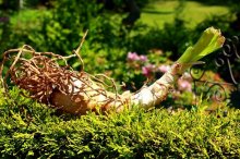 Garten-Amaryllis_640.jpg Garten-Amaryllis_640.jpg