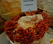 Goldkäppchen_600.jpg Goldkäppchen_600.jpg