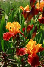 Iris barbata_elat_Torero_600.JPG Iris barbata_elat_Torero_600.JPG