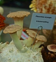 Kräutersaitling_600.JPG Kräutersaitling_600.JPG