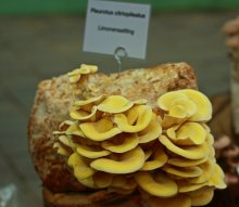 Limonenseitling_600.JPG Limonenseitling_600.JPG