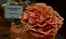 Rosenseitling_700.JPG Rosenseitling_700.JPG