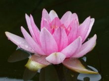 th_Nymphaea `Escarboucle` oder 'Attraction'.jpg
