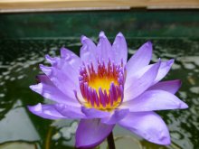 th_Nymphaea var. `Panama Pacific`.jpg