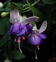 Fuchsia 'Waldis Winnie' BFF.jpg