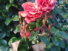 rosen2013-06-11 19.58.51.jpg