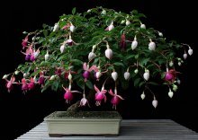 Fuchsia 'Lena' 1.jpg