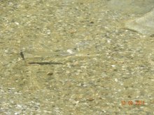 Pflanzen und Tiere 13.06.13 009.jpg
