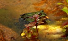 Teichfrosch mit Mehlwurm2_1024.jpg