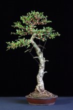 Larix kaempferi.JPG