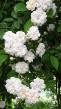 Portrait 'Paul's Himalayan Musk'.jpg