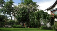 Rambler Paul's Himalayan Musk.jpg