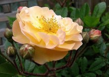 Rosa 'Ghislaine de Feligonde' 1.JPG