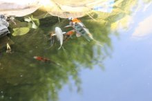 130617 - 1 Koi.jpg