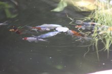 130618 - 3 Koi - Fütterung mit Toastbrot.jpg