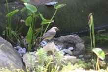 130618 - 2 Tiere am Teich - Vogel.jpg