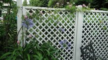 Agapanthus und Rose 'Edmond Proust'.jpg