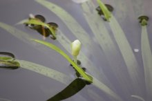 130622 - 1 Die erste Krebsscherenblüte.jpg