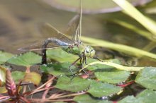 130623 - 1 Tiere am Teich - Monsterlibelle.jpg