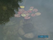 Garten 6.2013 121.jpg