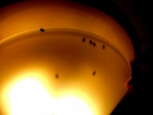 DSCF2896 Taumelkäfer in einer Deckenlampe.JPG DSCF2896 Taumelkäfer in einer Deckenlampe.JPG