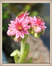 blüte.jpg
