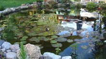 teich21c.jpg