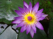 Nymphaea Capensis Blue_201209_02.JPG Nymphaea Capensis Blue_201209_02.JPG