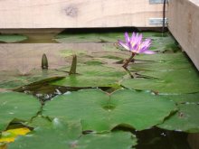 Nymphaea Capensis Blue_201209_01.JPG Nymphaea Capensis Blue_201209_01.JPG